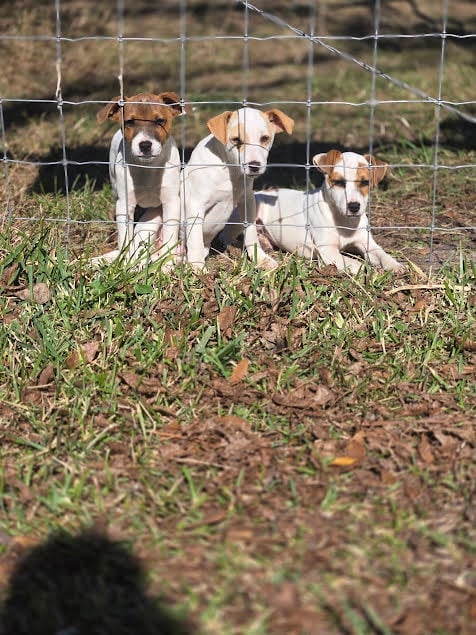 Three brown and white dogs sitting together behind a wire fence in a grassy outdoor area