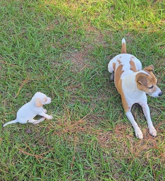 Two small brown and white dogs playing together on grass, viewed from above