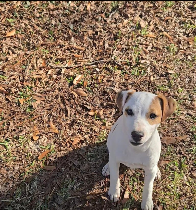 White and brown dog sitting on dry grass and soil, looking up at camera
