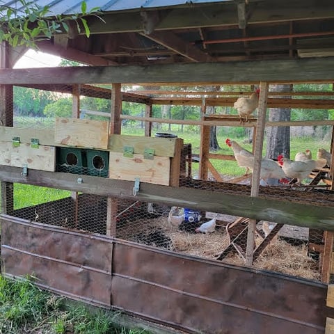 Wooden chicken coop with enclosed run and nesting boxes in a pastoral garden setting with green fields in background