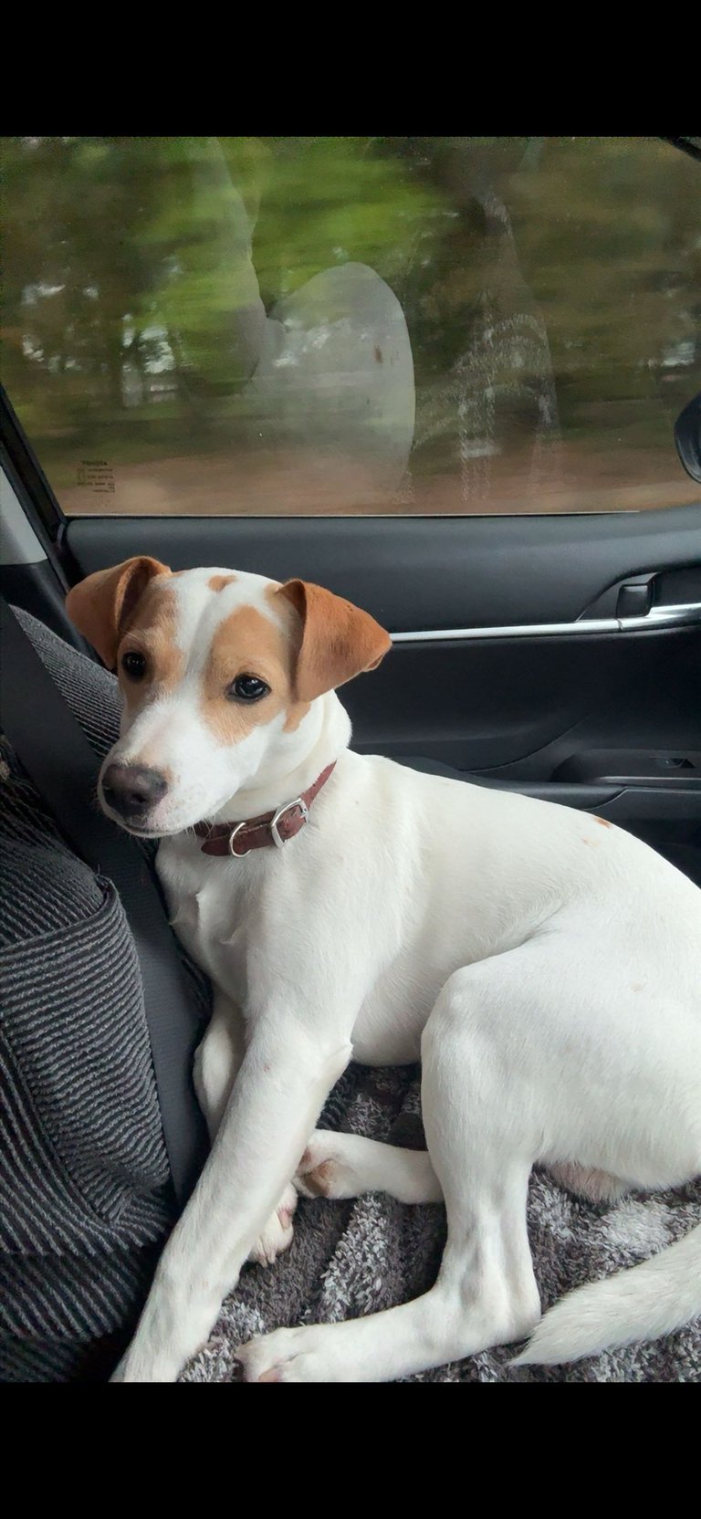 Brown and white dog sitting in a car with a leather collar, looking at the camera while parked outdoors