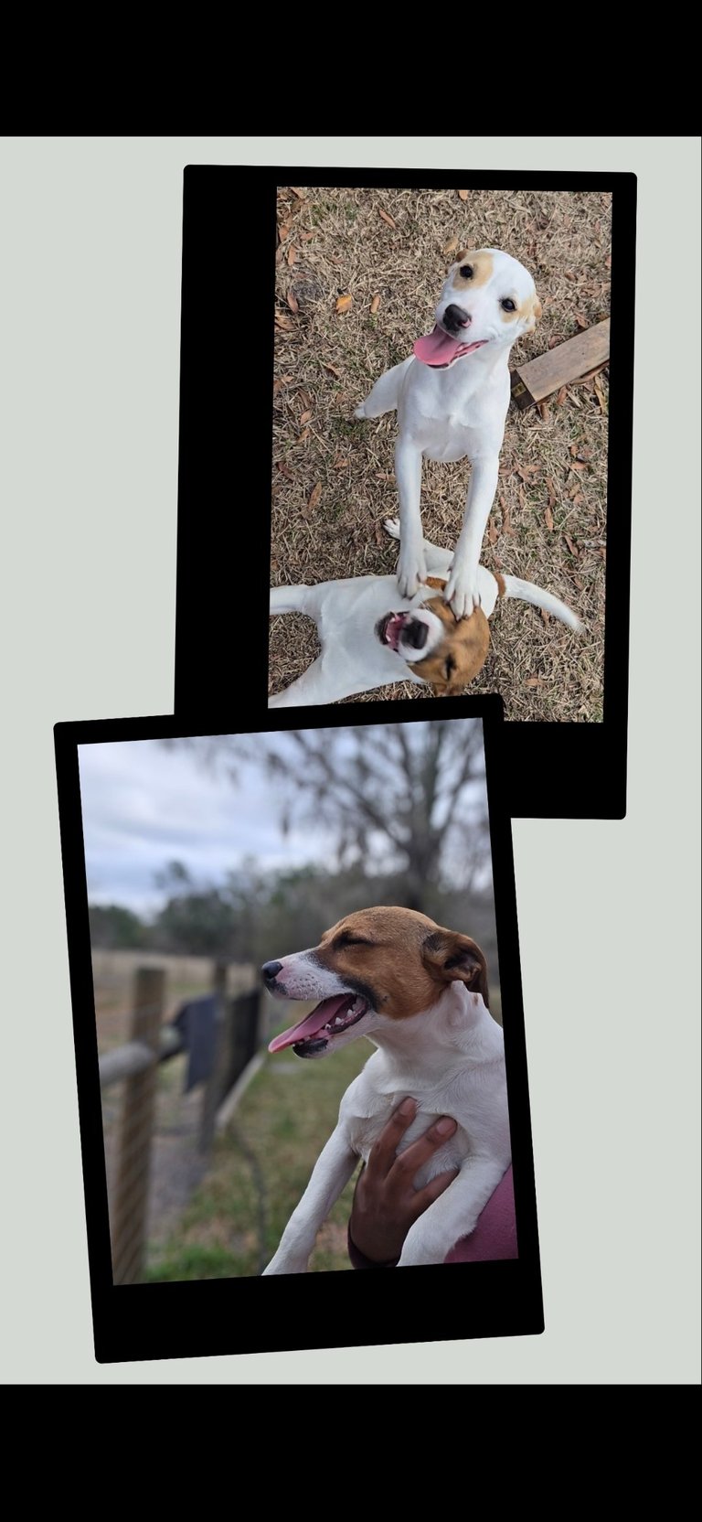 Two Polaroid photos of happy dogs outdoors: top photo shows a white dog lying on grass, bottom photo shows a brown and white dog in profile with tongue out