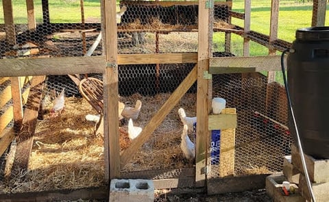 Outdoor poultry enclosure with chickens in fenced pen containing nesting boxes and straw bedding