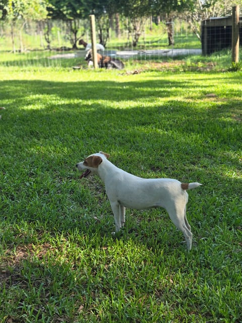 White and brown dog standing on green grass in a fenced backyard with trees in the background