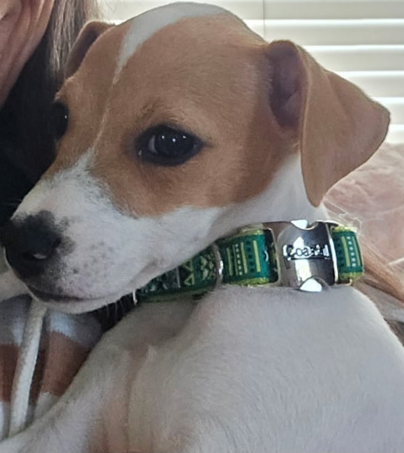 Small tan and white dog wearing a green patterned collar, looking at camera against white blinds background