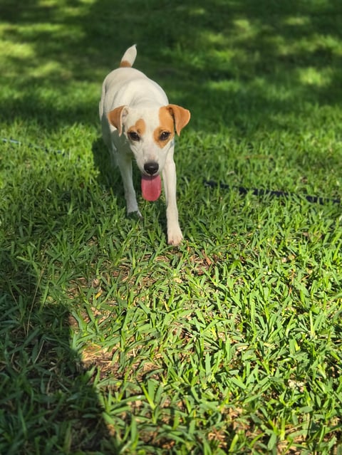 White and tan dog walking on grass with tongue out, looking at camera in sunny outdoor setting