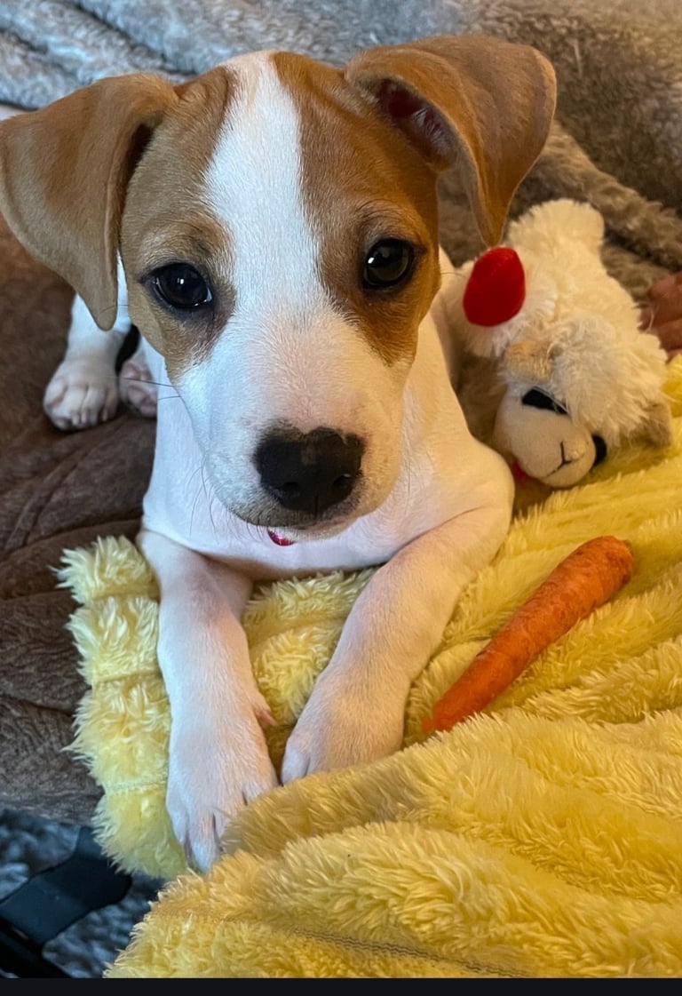 Brown and white dog lying on yellow blanket with stuffed teddy bear and toy carrot