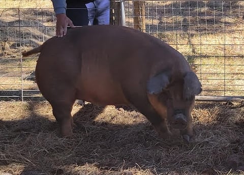 Dark brown pig standing in pen with handler touching its back, straw ground and metal fence visible