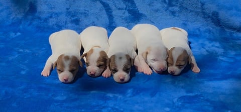 Five young puppies with brown and white markings sitting in a row on a blue blanket