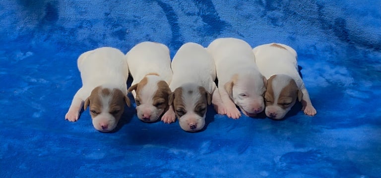 Five young puppies with brown and white markings sitting in a row on a blue blanket