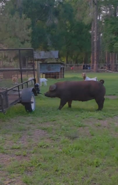 Large brown pig walking in a farm enclosure with a white cart and metal fence visible, forested background