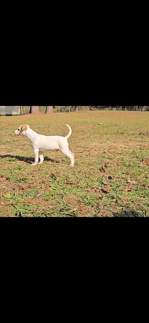White and tan dog standing in an outdoor field or pasture area with fencing visible in the background