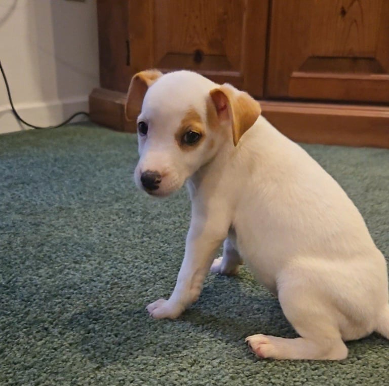Small white and tan dog sitting on green carpet looking at camera in home interior