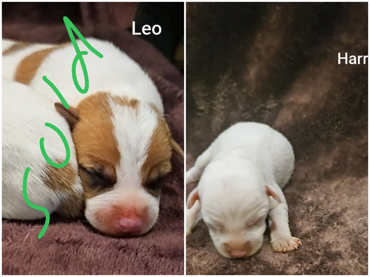 Two puppies labeled Leo and Harry; Leo is brown and white resting on fabric, Harry is white on the ground