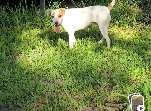 White and brown dog standing in grassy yard, looking at camera with mouth open