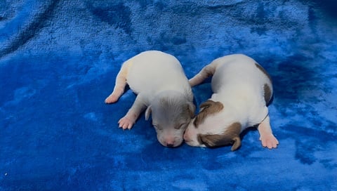 Two white puppies playing together on a bright blue surface, viewed from above