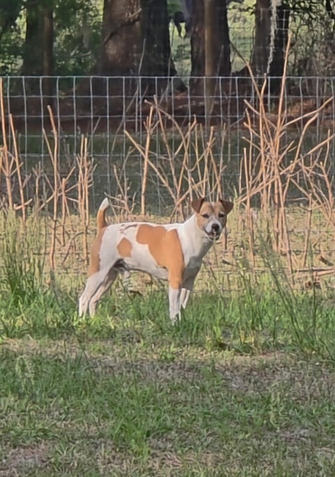 Brown and white dog standing in grassy field with dried corn stalks and metal fence in background