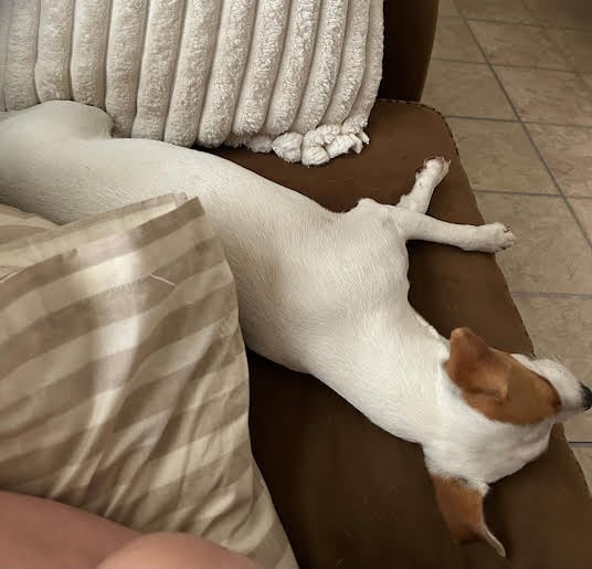 Small white and brown dog lying on tile floor next to a bed with beige bedding, stretching out with hind legs extended