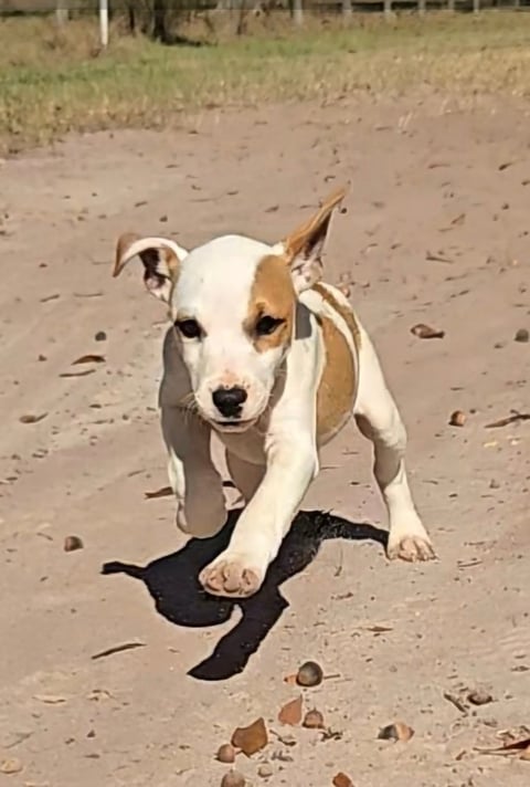 White and tan dog with floppy ears running on sandy beach toward camera