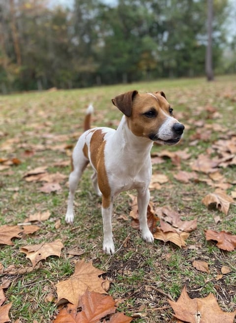 Brown and white dog standing in a grassy park field with fallen autumn leaves and trees in the background