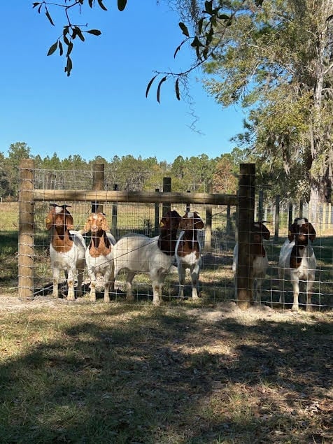 Group of goats with brown and white coloring standing in a wooden and metal pen with trees in the background