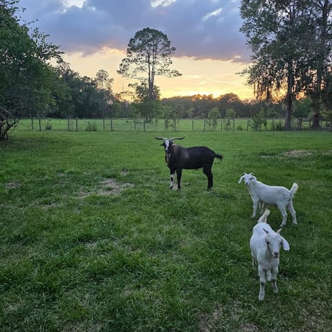 Three goats grazing in a grassy pasture at sunset with trees and fencing in the background