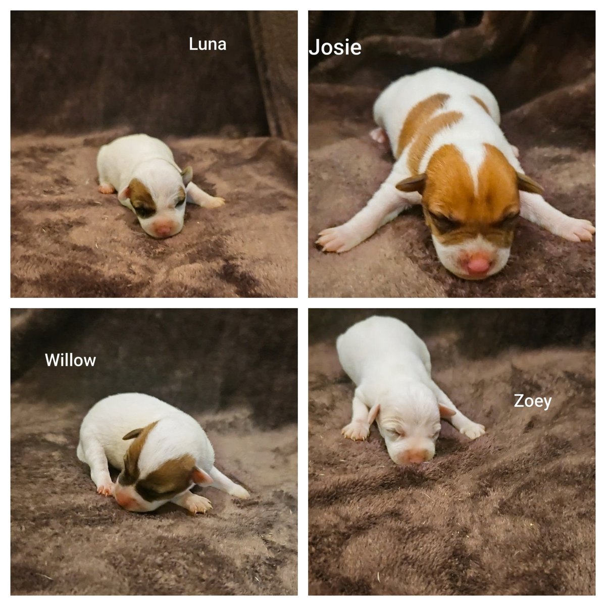 Four puppies named Luna, Josie, Willow, and Zoey playing in dirt, each with white and brown patches, photographed from above