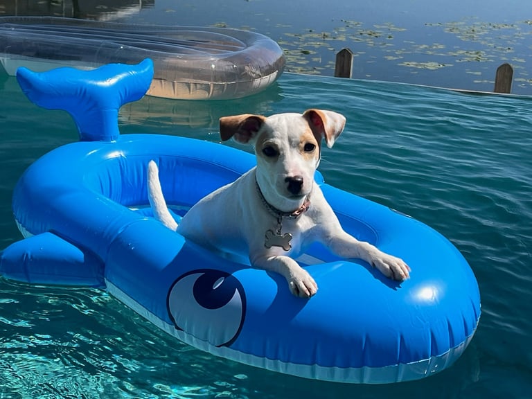 Dog wearing collar lying on blue inflatable float in calm turquoise water with boats and dock pilings visible in background