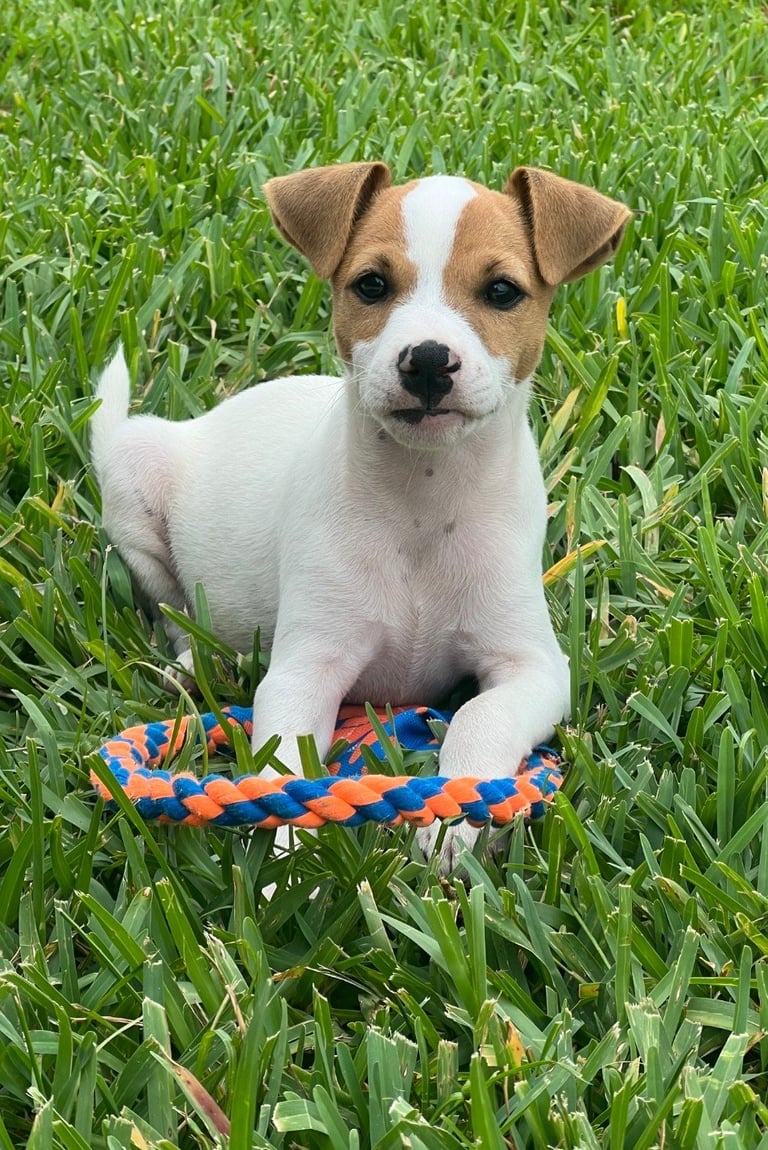 Small tan and white dog lying on grass with a colorful braided toy in its mouth